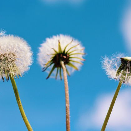 Dandelions in front of a blue sky